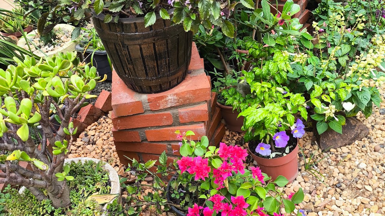 Meu jardim está uma floresta! Muitas plantas! Flores em vasos, Folhagens em canteiros! Uma mistura 😃