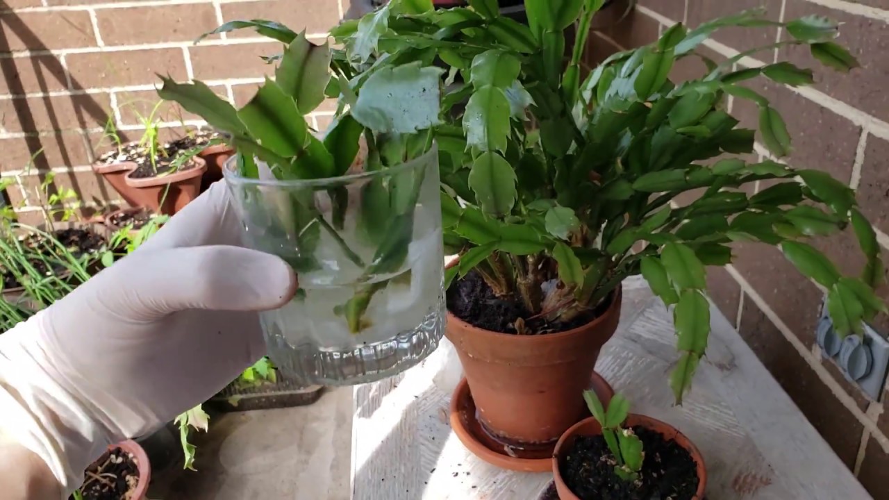 How to grow Christmas Cactus from Cuttings