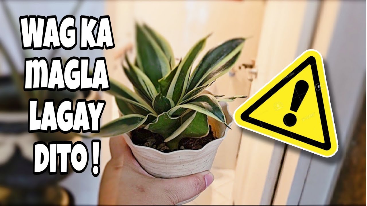 WHERE TO PLACE YOUR SNAKE PLANT At HOME? 3 AREAS NA BAWAL PAGLAGYAN