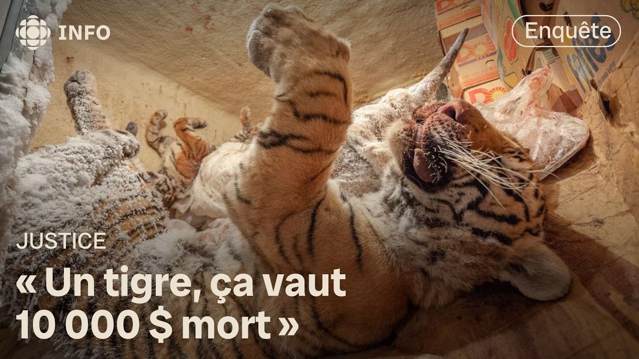 Dans les coulisses des zoos amateurs du Québec | Enquête