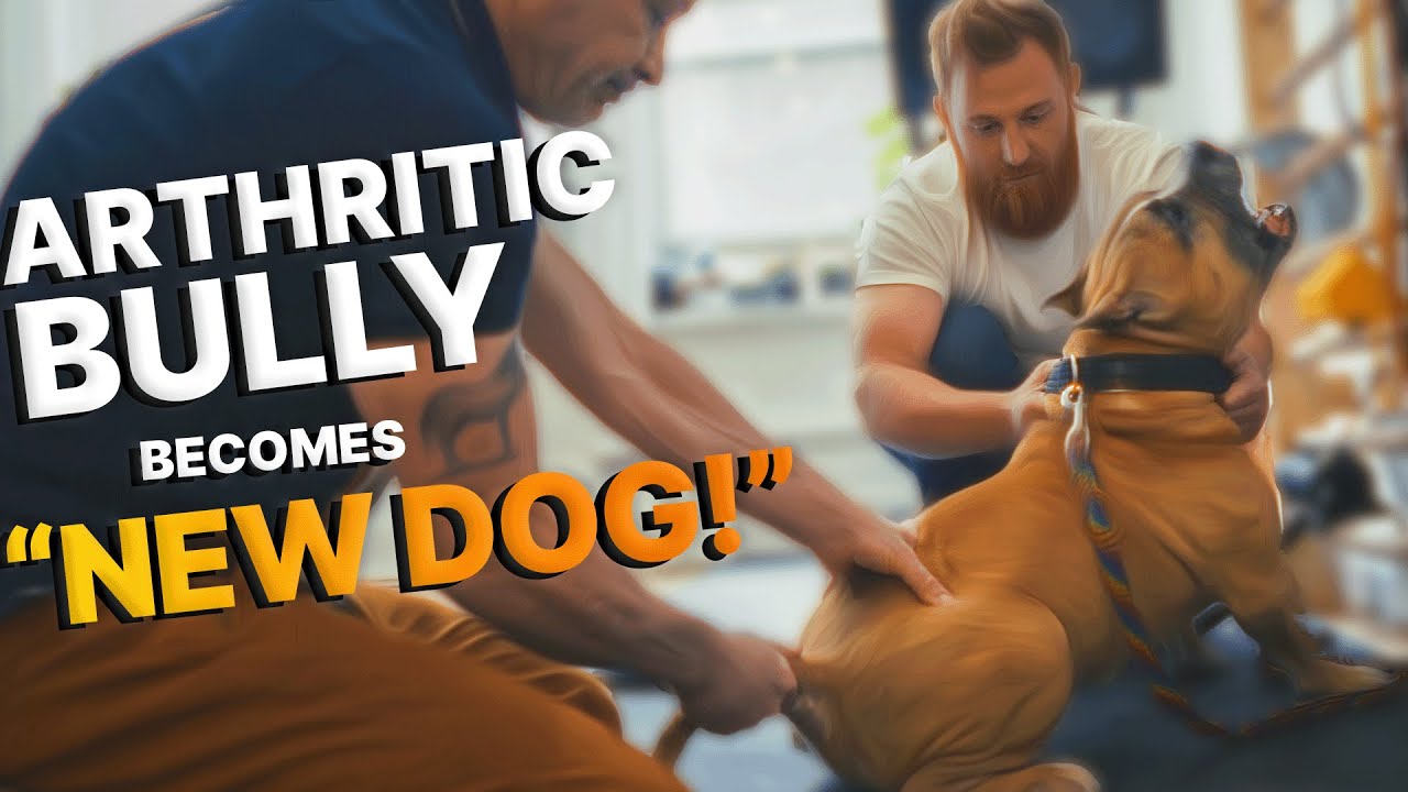 Arthritic Bully Breed STRUGGLES to Walk ~ 
