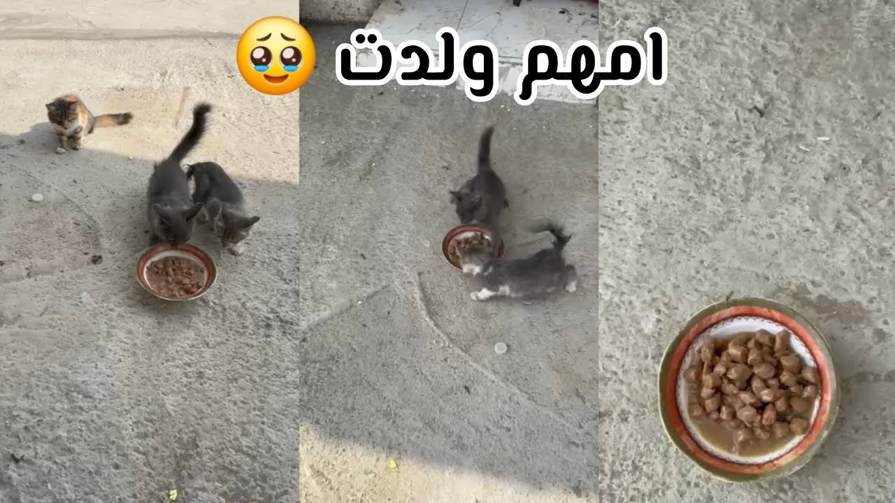 لما امهم تولد وتسيبهم جوعانين 🥹 تكن رحيما!!