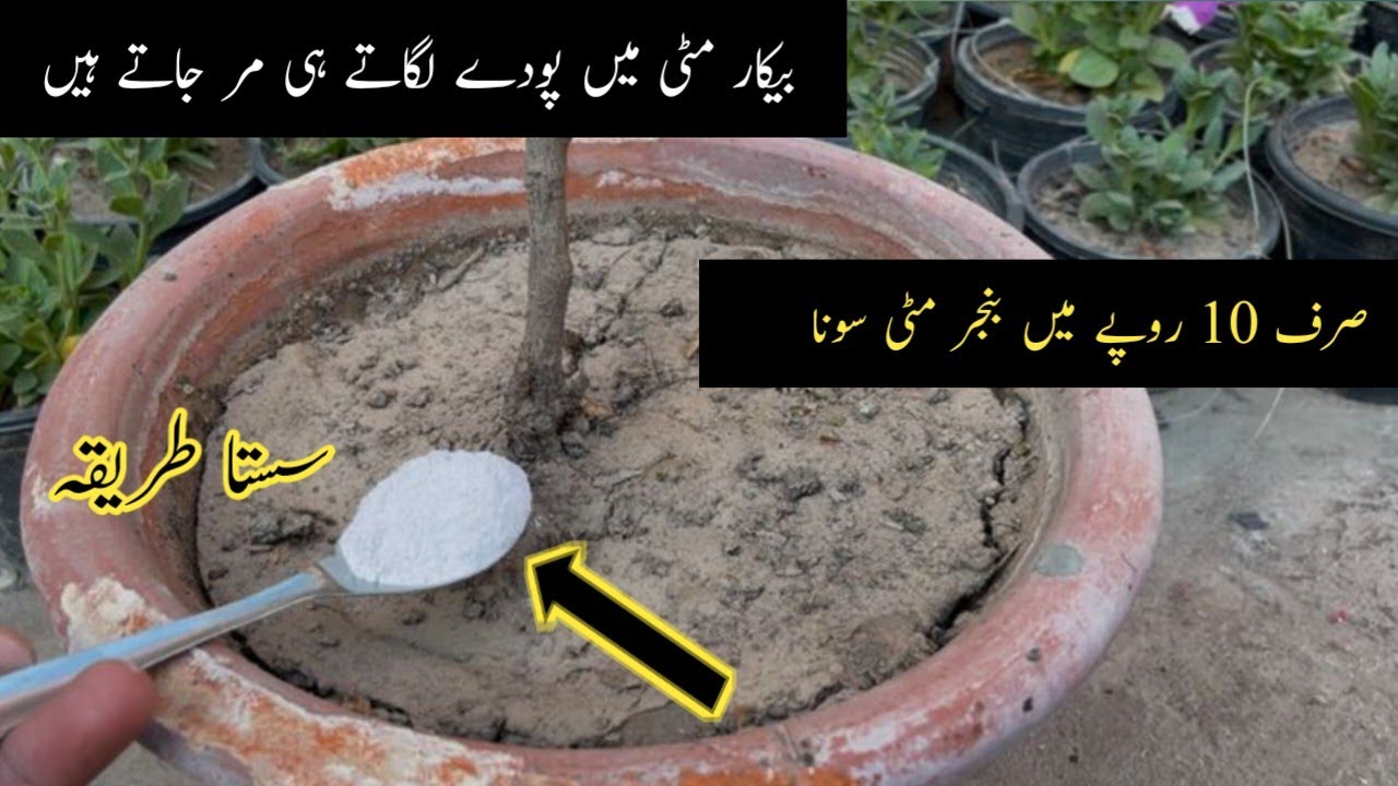 Hard soil becomes soft in a few days || Podon ki bekar mitti ko zarkhez banane ka tarika.