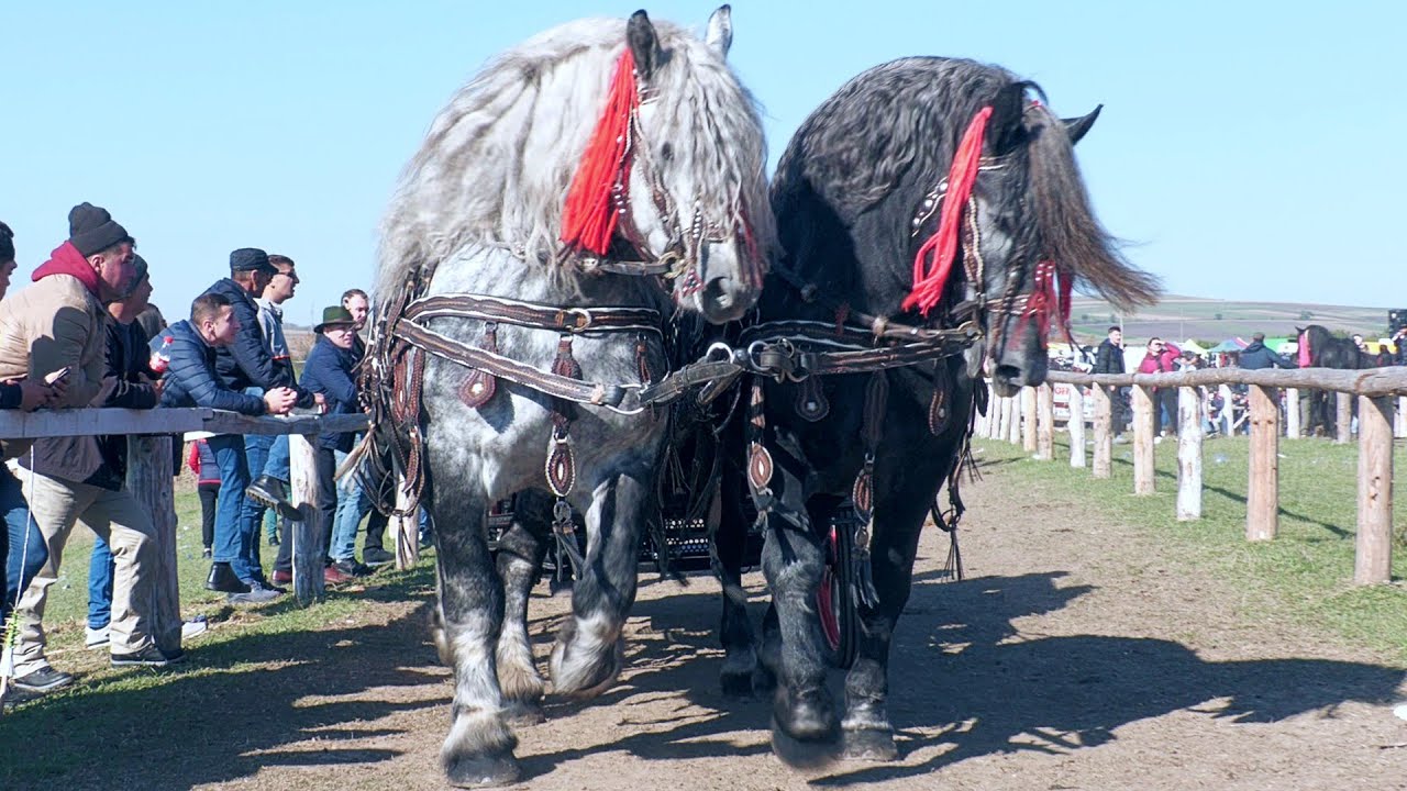 Parada cailor Trei Movile - Bucovina 20 Octombrie 2024