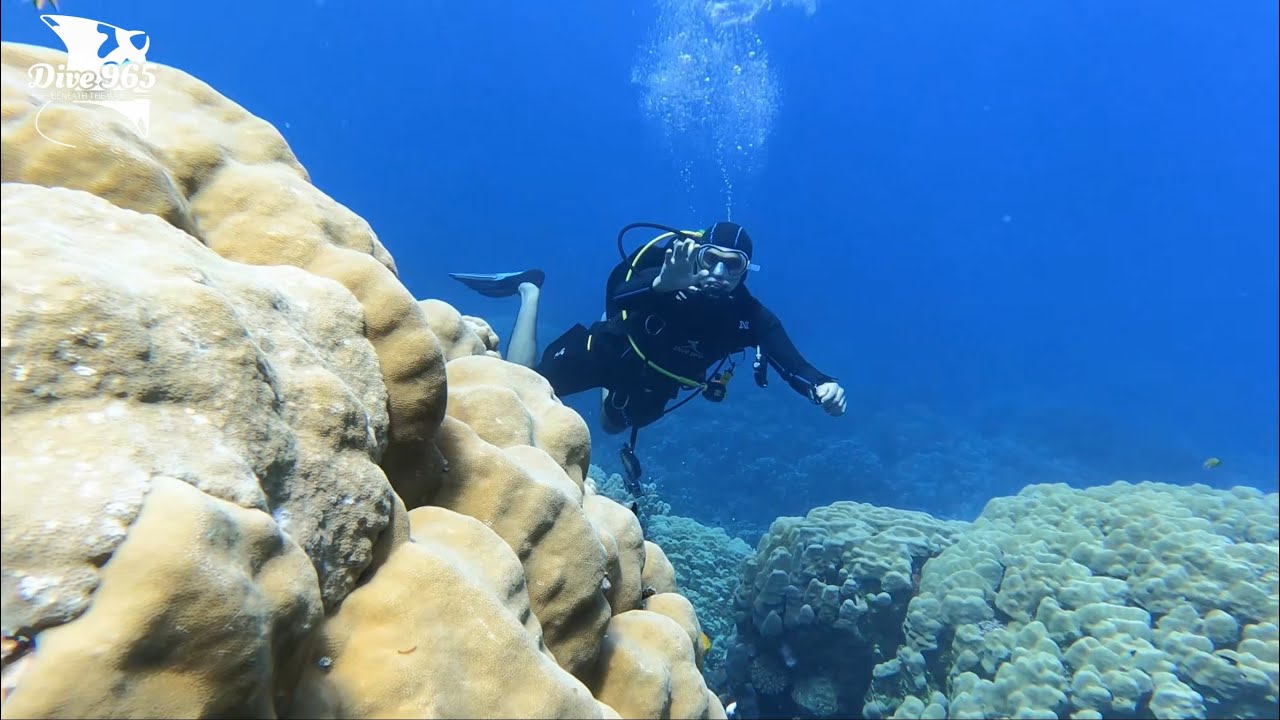 Shaab sheer reef - Safaga - Red Sea  Egypt  شعب شير