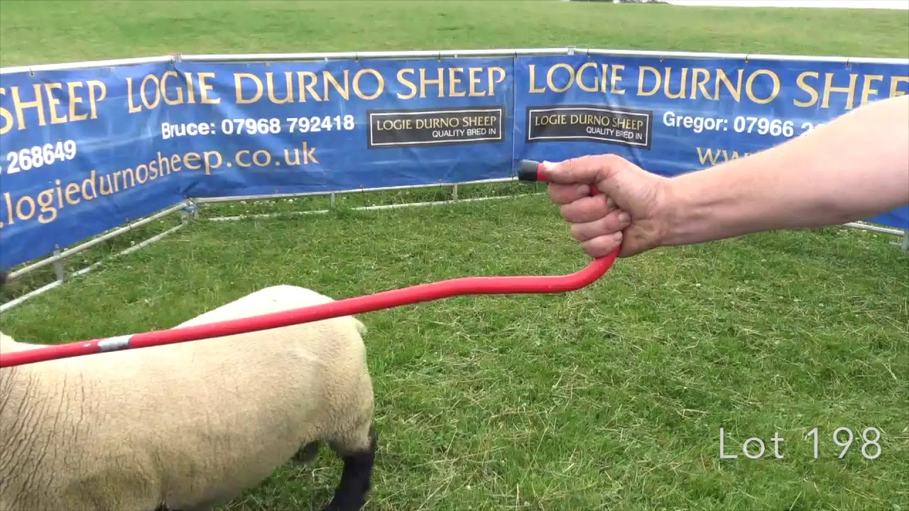 Lots 192-204 Suffolk Shearling Rams (2019)