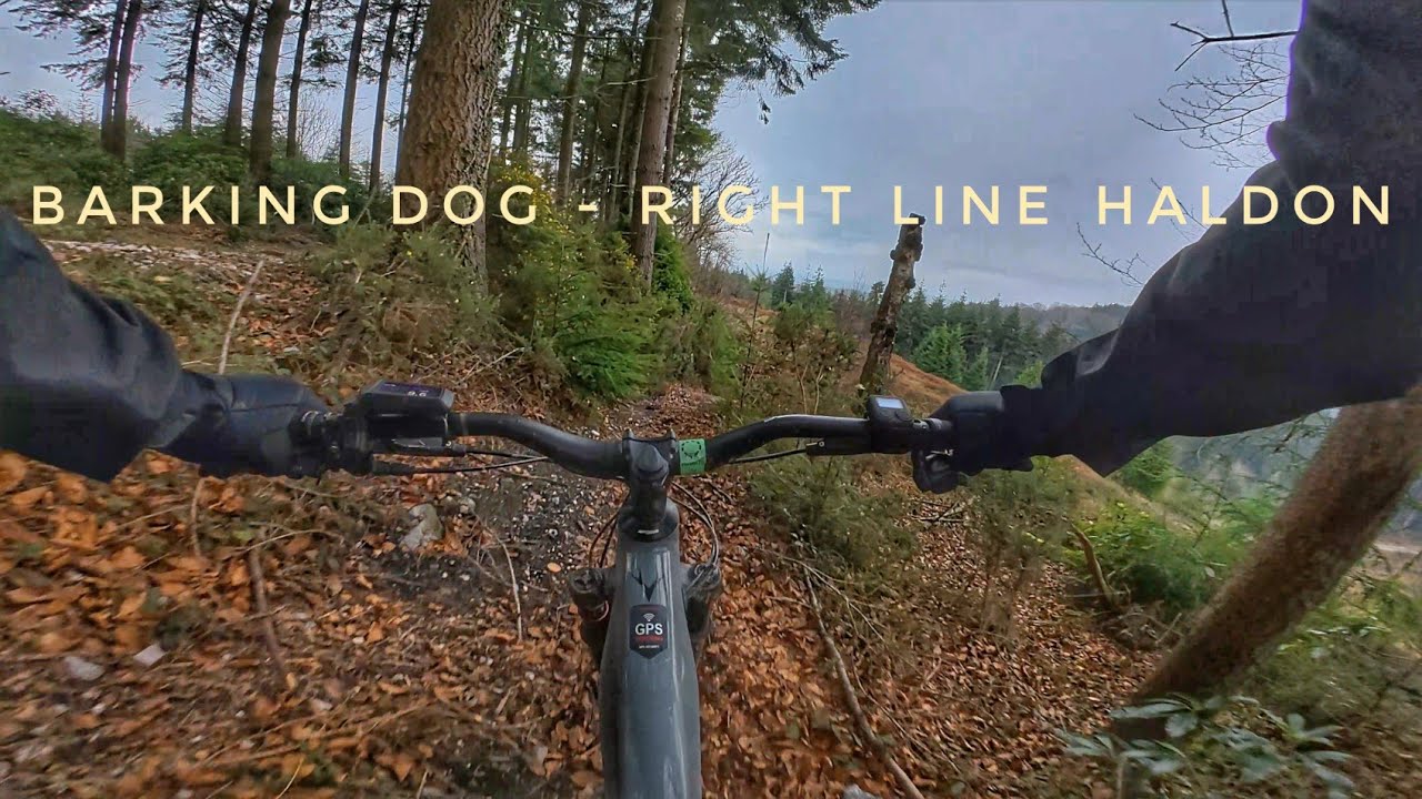Haldon Forest - Full run of Barking Dog 