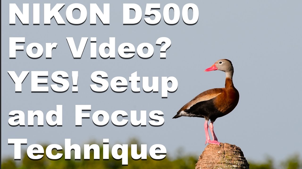 Nikon D500 for Video - Setup and Focus Technique