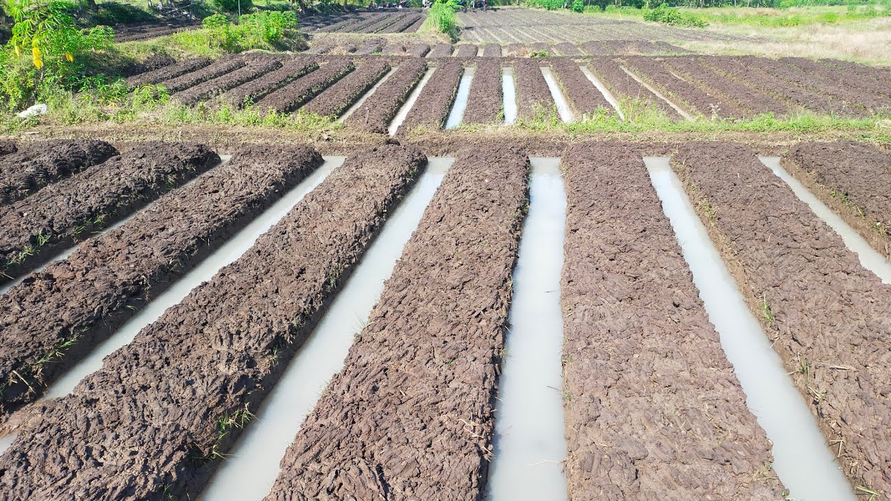 cara buat guludan / bedengan super rapi pada tanah sawah | MELON, PALAWIJA, HOLTIKULTURA