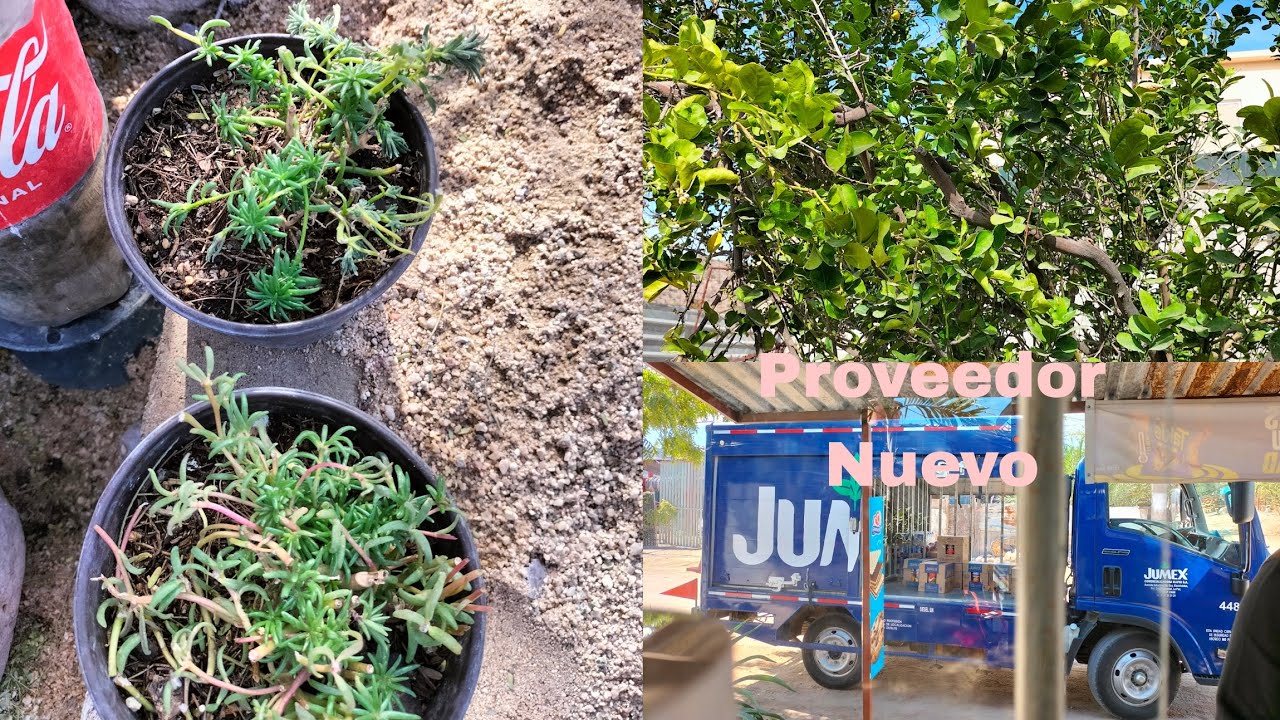 Tengo proveedor Nuevo,les muestro mi planta de limón sin espinas 🌳 