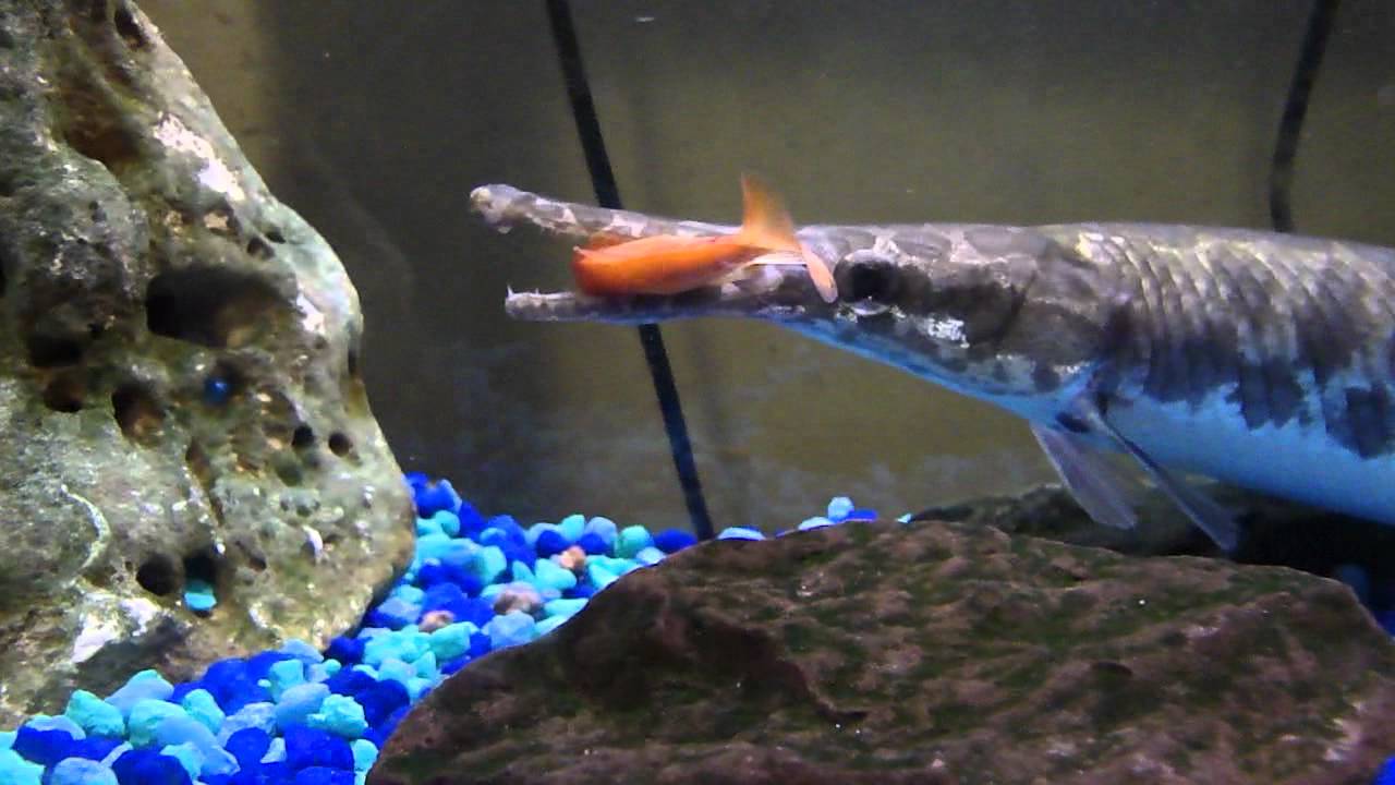 Feeding my florida gar some goldfish - Gar eating feeders