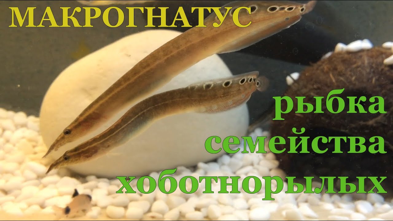 Макрогнатус глазчатый