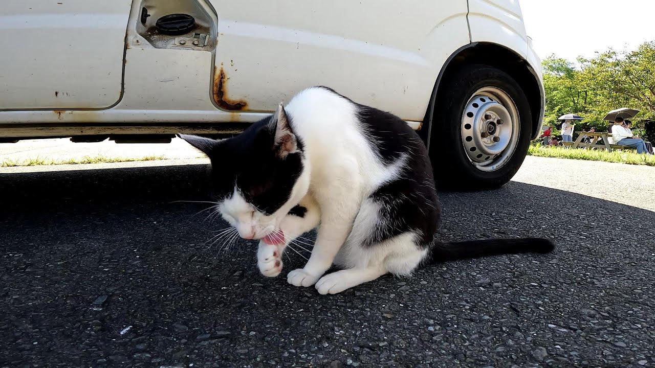 【田代島】【猫島】お客さんがいっぱい来るから車の陰に隠れて毛繕いです