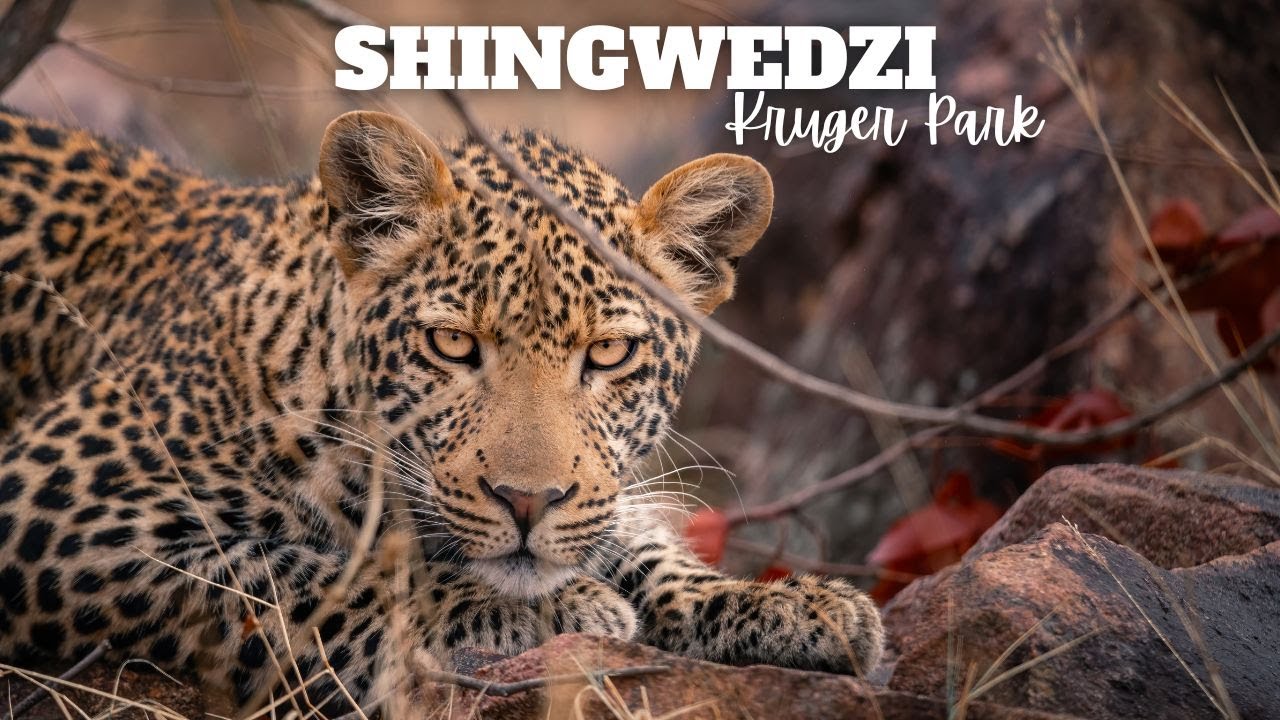 Kruger National Park | Shingwedzi | Northern Kruger Magic