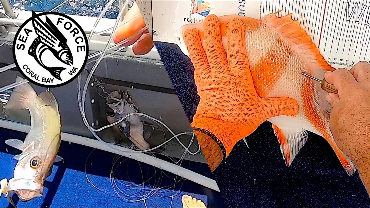 TANGLES, TAGS & LOW TIDES - But We Still Get The Fish.