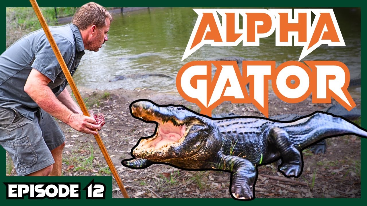 Dangerous American ALLIGATOR CATCH | Venom Diaries