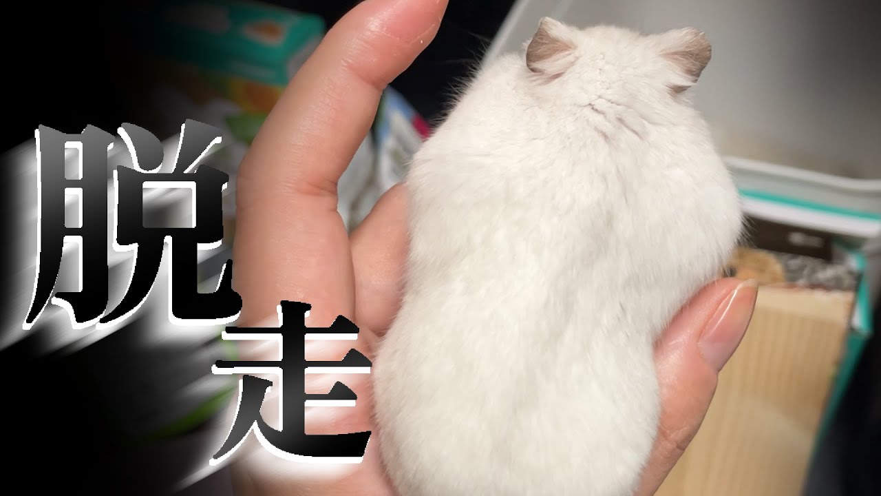 そこには幸せそうにほっぺをパンパンにしているハムスターの姿が...