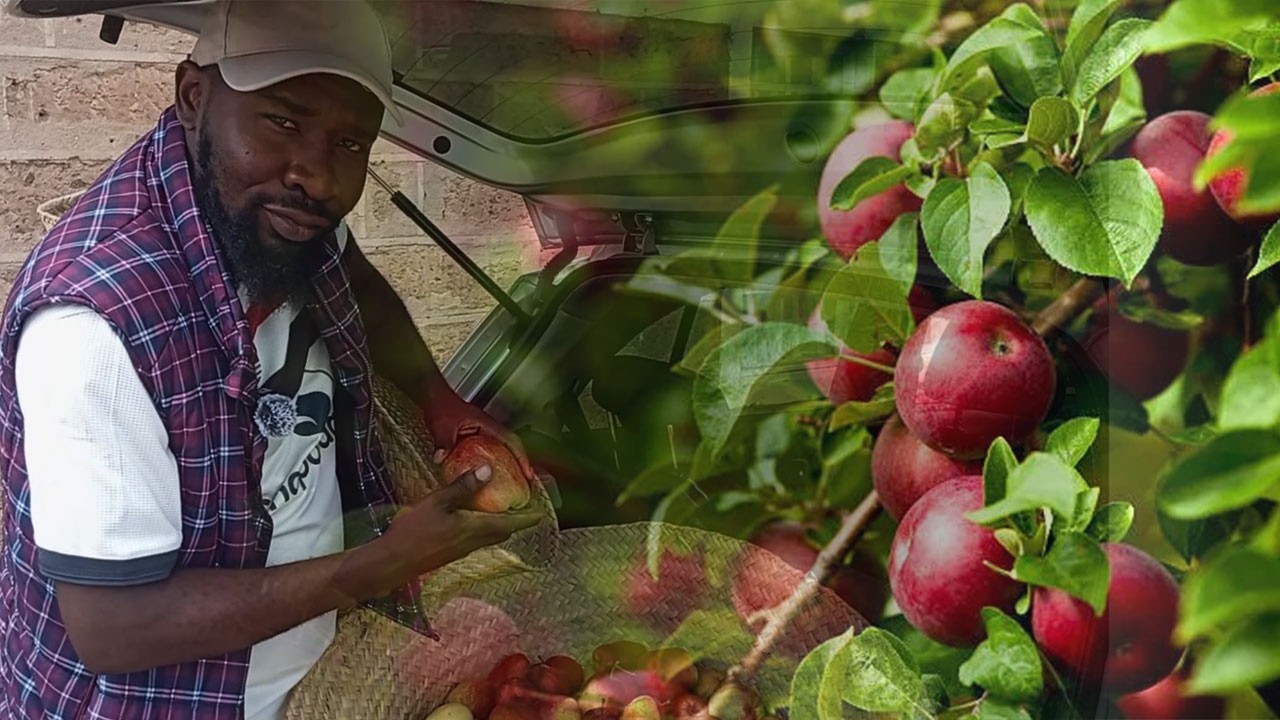 12 сортов яблок выращиваются в Мачакосе, Кения, на фруктовой ферме @JKusengaFarm #яблоневодство #...