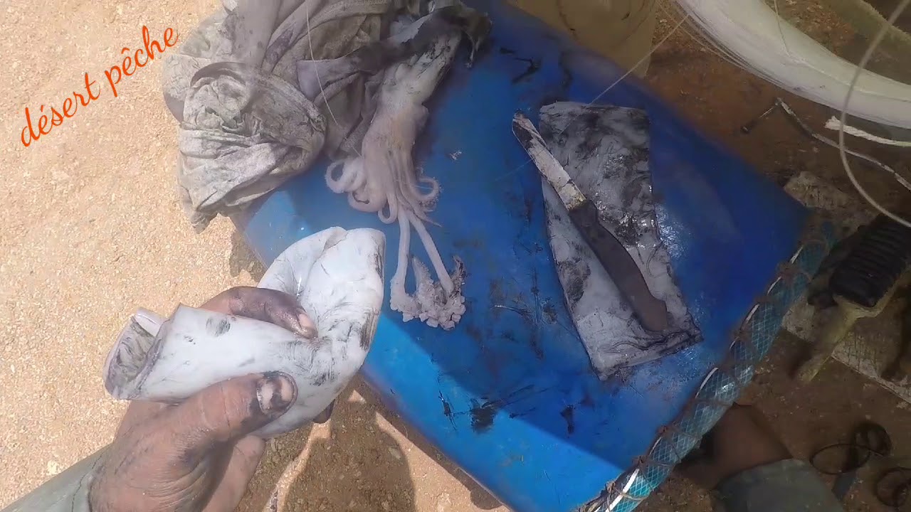 أسرع وأحسن طريقة لإستعمال الحبار (الكلمار)🦑🦑🦑 كطعم فتاك لجميع جميع أنواع السمك