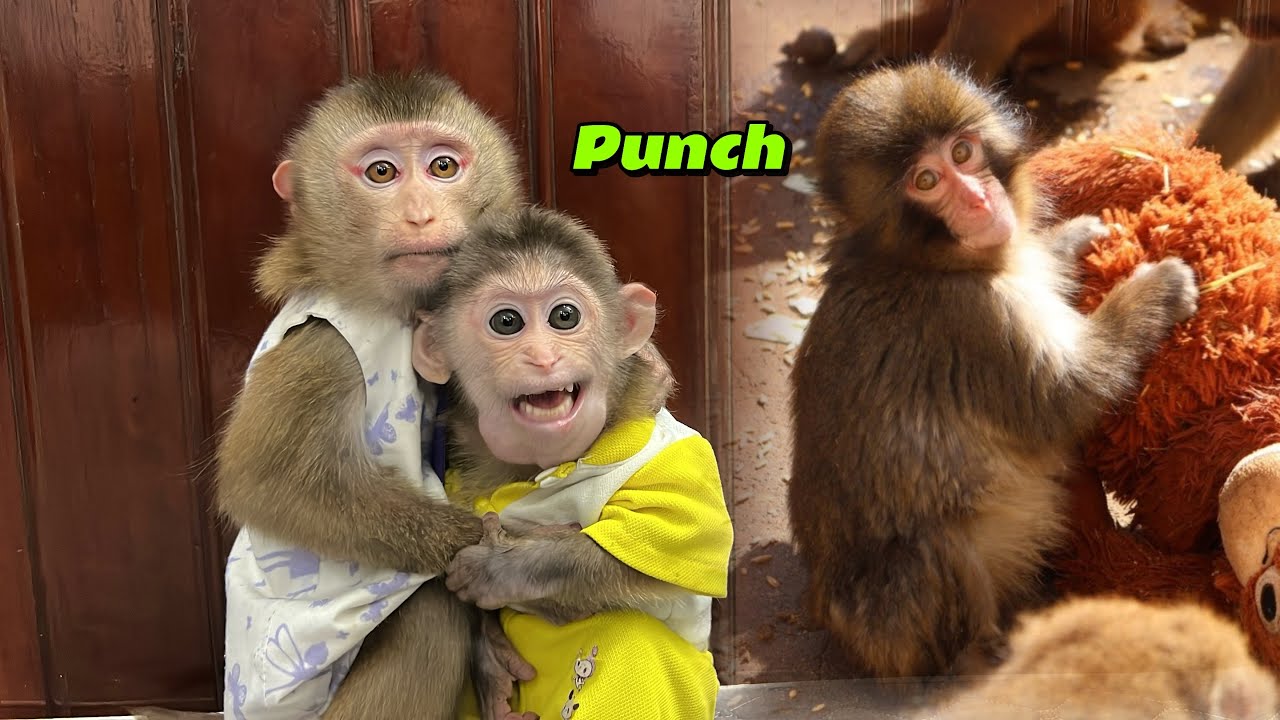 Monkey Tina and Xuka burst into tears when they saw the poor monkey Punch being abandoned.