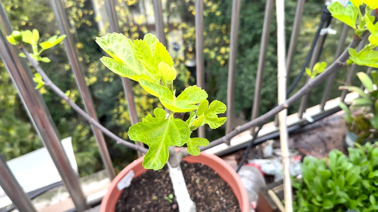 盆栽无花果，种植技术3个宝典 #盆栽无花果 #无花果施肥 #无花果抹芽 #无花果修剪技巧