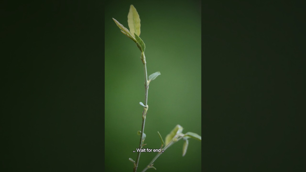 Money plant ☘️☘️ image photo photography by Arpit ll 