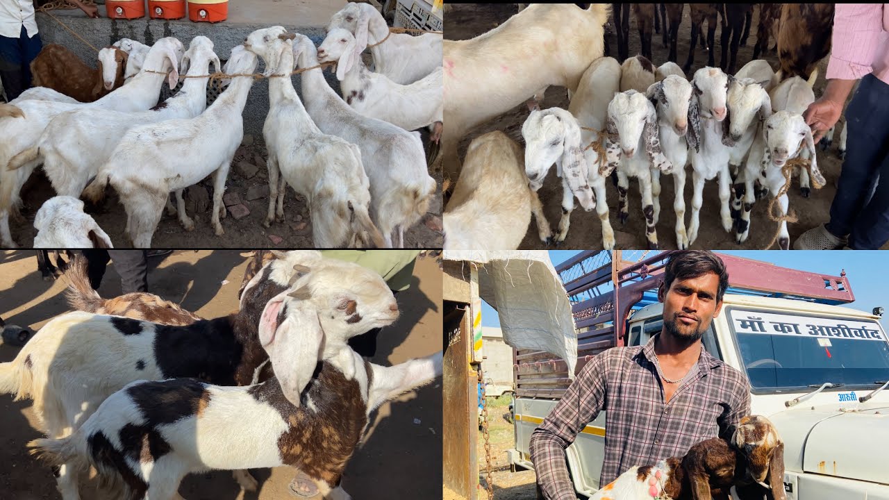 9 NOVEMBER AJMER BAKRA MANDI LIVE UPDATES GOAT MARKET COVER WITH PRICE RAJASTHAN BIGGEST MANDI LIVE