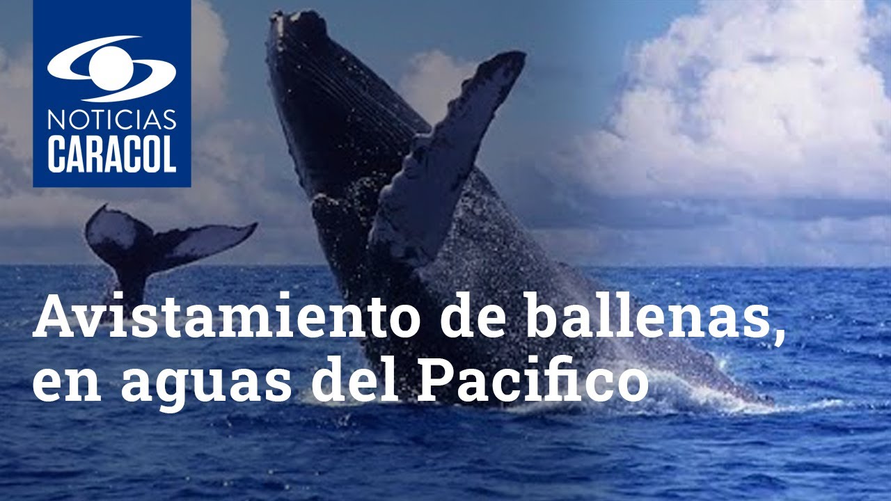 Avistamiento de ballenas, un hermoso fenómeno natural en las aguas del Pacifico