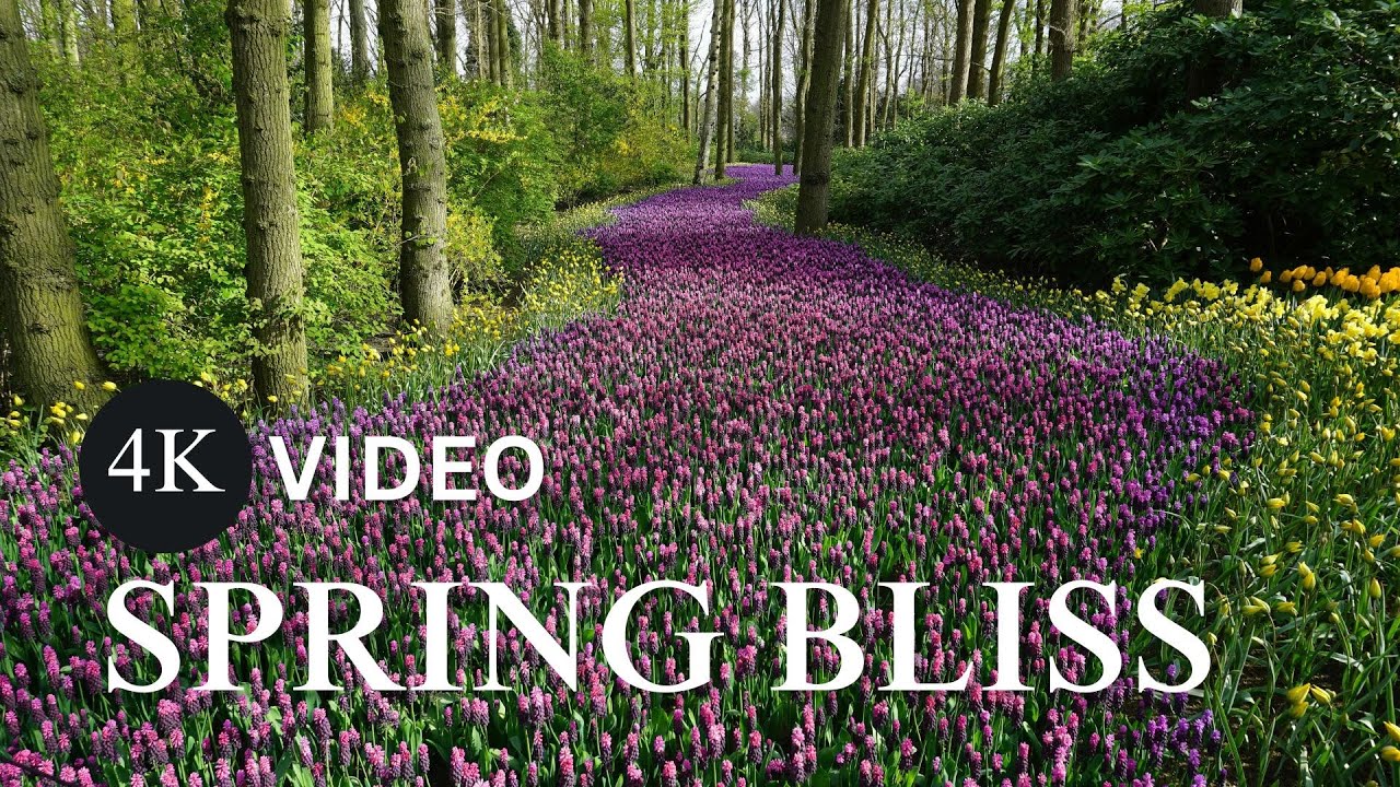🌸 Relaxing Spring Guitar Music &ndash; Soothing Acoustic Melodies in 4K