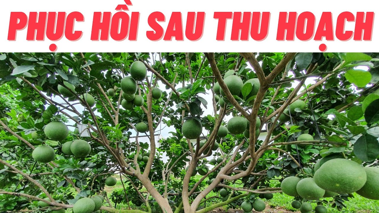 Chăm sóc Bưởi da xanh: Những việc cần làm sau khi thu hoạch bưởi | NNCT