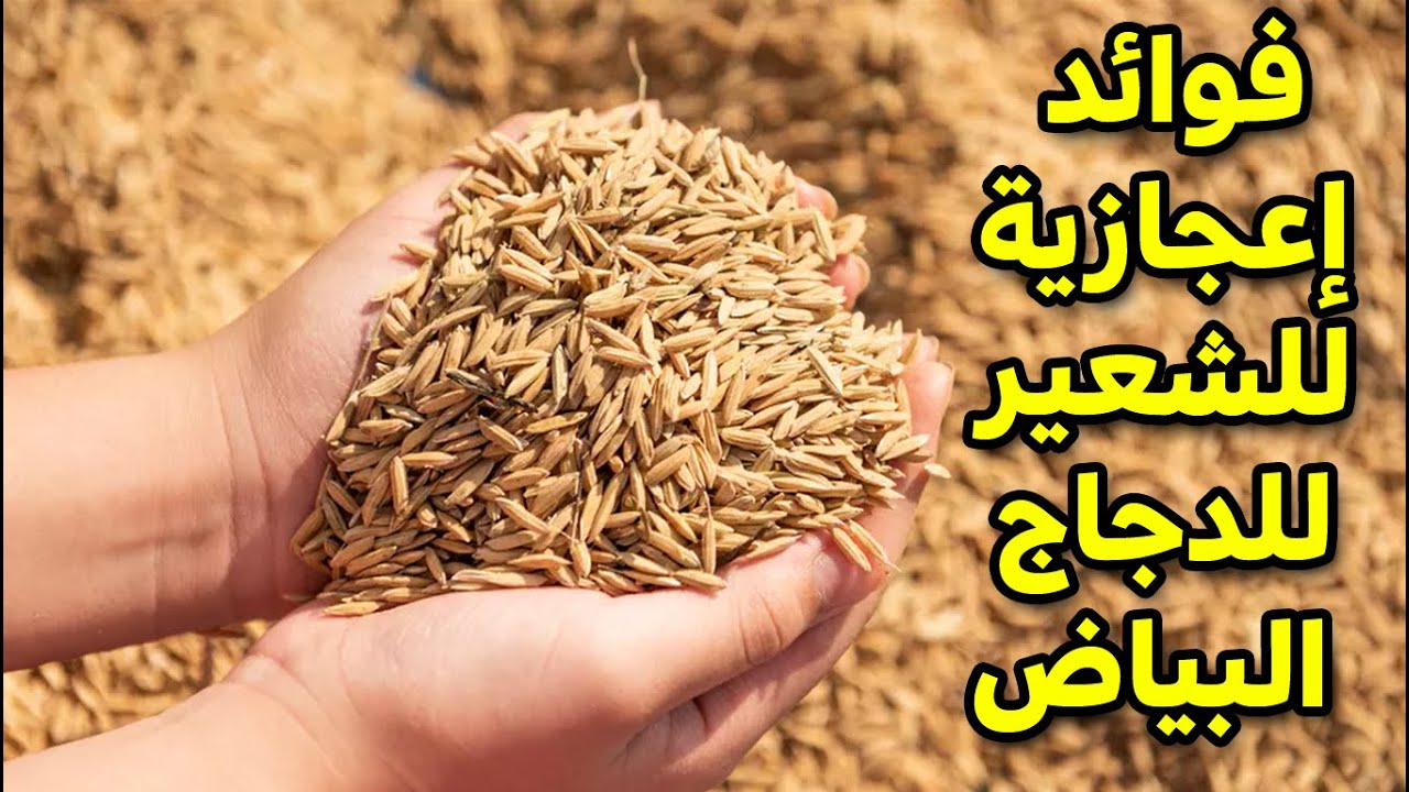 فوائد خيالية للشعير وماهي نسبة البرتين وكيف تقدم  الشعير للدجاج و الكمية المسموح بها حتي يستفيدوامنه