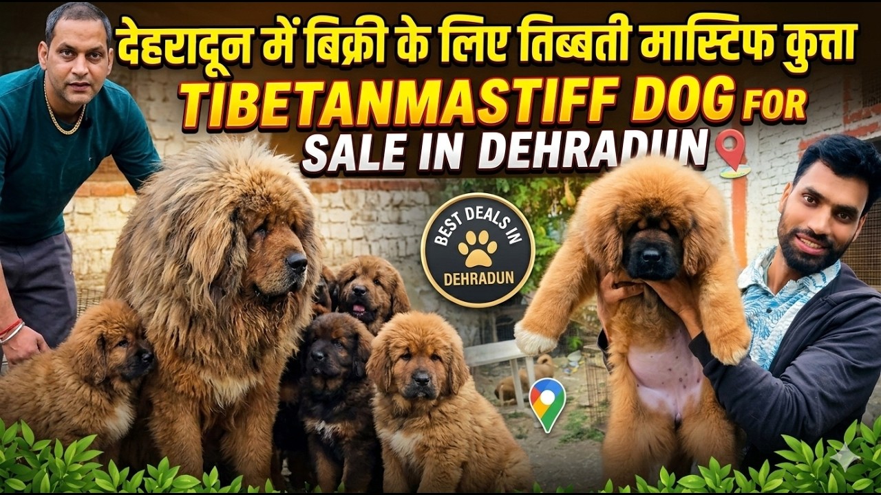 Tibetan Mastiff Dog In Dehradun ! Tibetan Mastiff Dog Puppies For Sale | Cal-9971439716