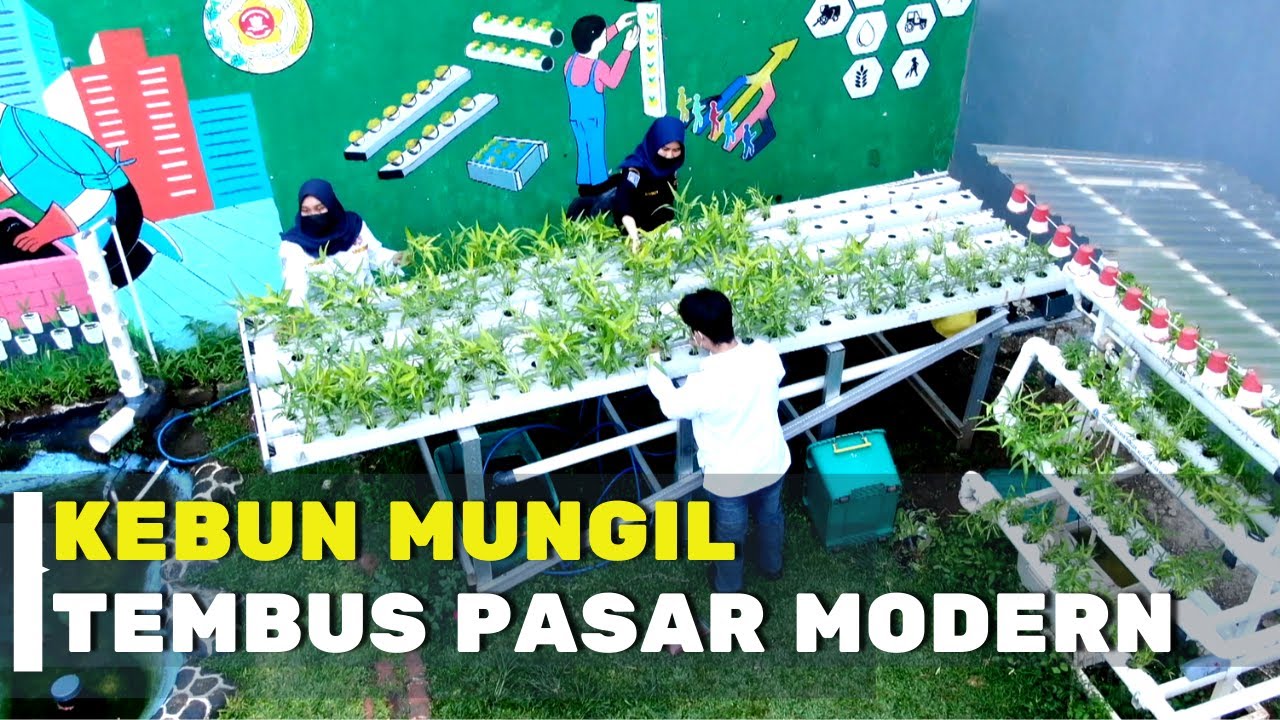 Hasil Panen Karang Taruna Kebon Baru, Tembus Pasar Modern