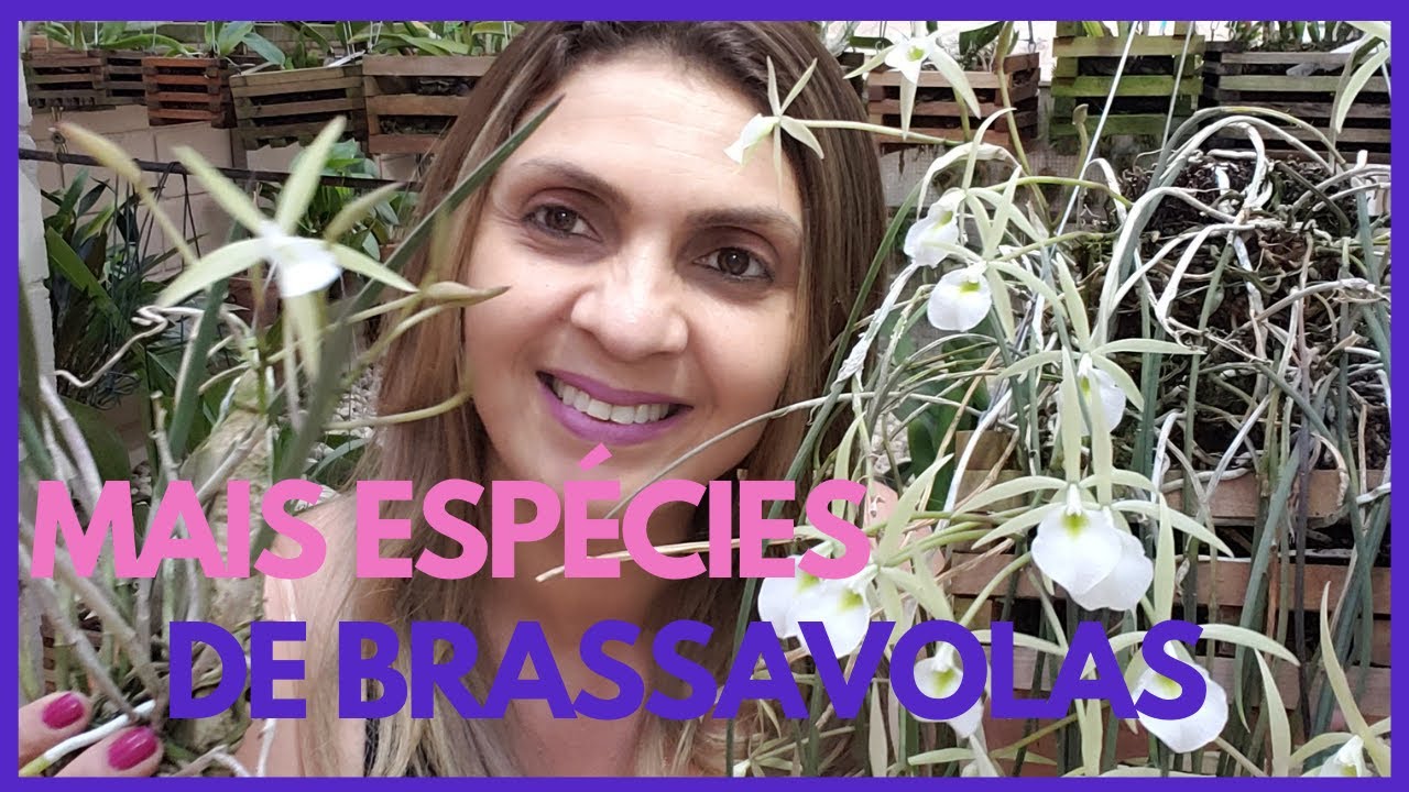Mais espécies de Brassavolas!?