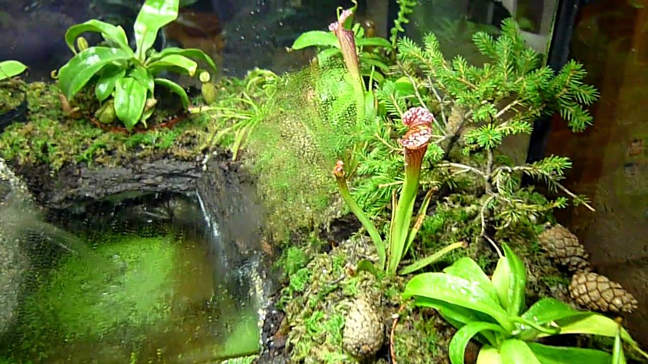 Terrario spaccato di natura
