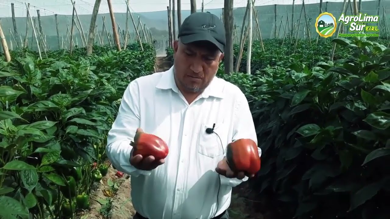 ¿SABÍAS esto sobre la MALLA ANTIÁFIDA en los cultivos de pimientos? #peru