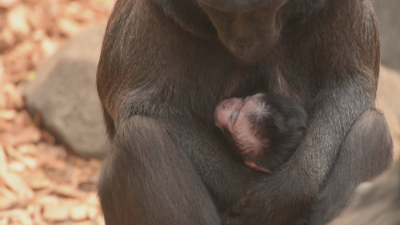 Adorable endangered monkey born in Chester Zoo