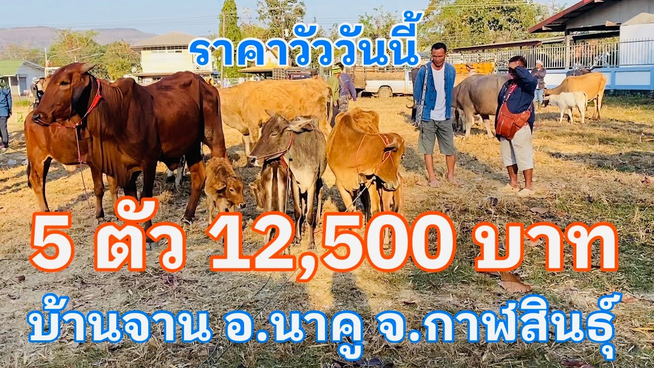 #ราคาวัววันนี้ 10 กุมภาพันธ์ 2569 วัว 5 ตัว 12,500 บาท #ตลาดวัวบ้านจาน #อำเภอนาคูจังหวัดกาฬสินธุ์