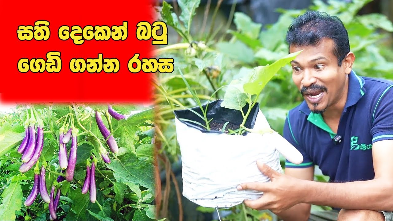 How To Grow Brinjal - Quick method - සති දෙකෙන් පීදෙන බට ගහක්