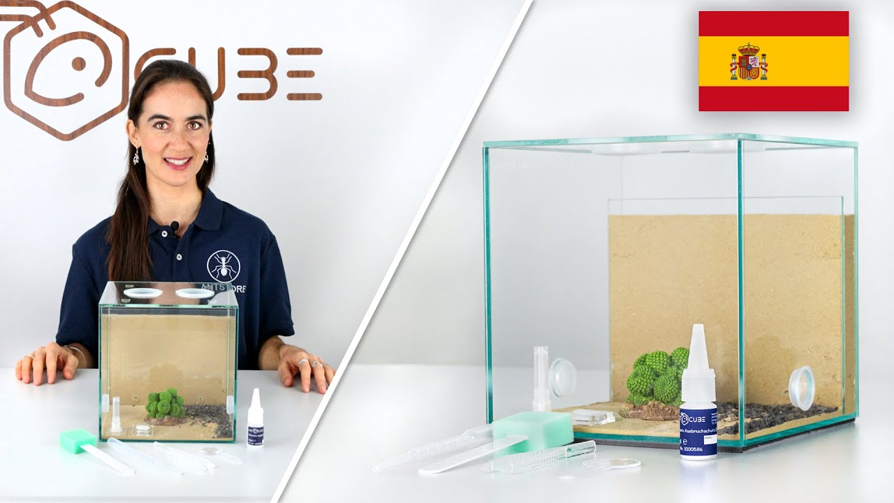ANTCUBE Starter Kit Combi para la cr&iacute;a de hormigas