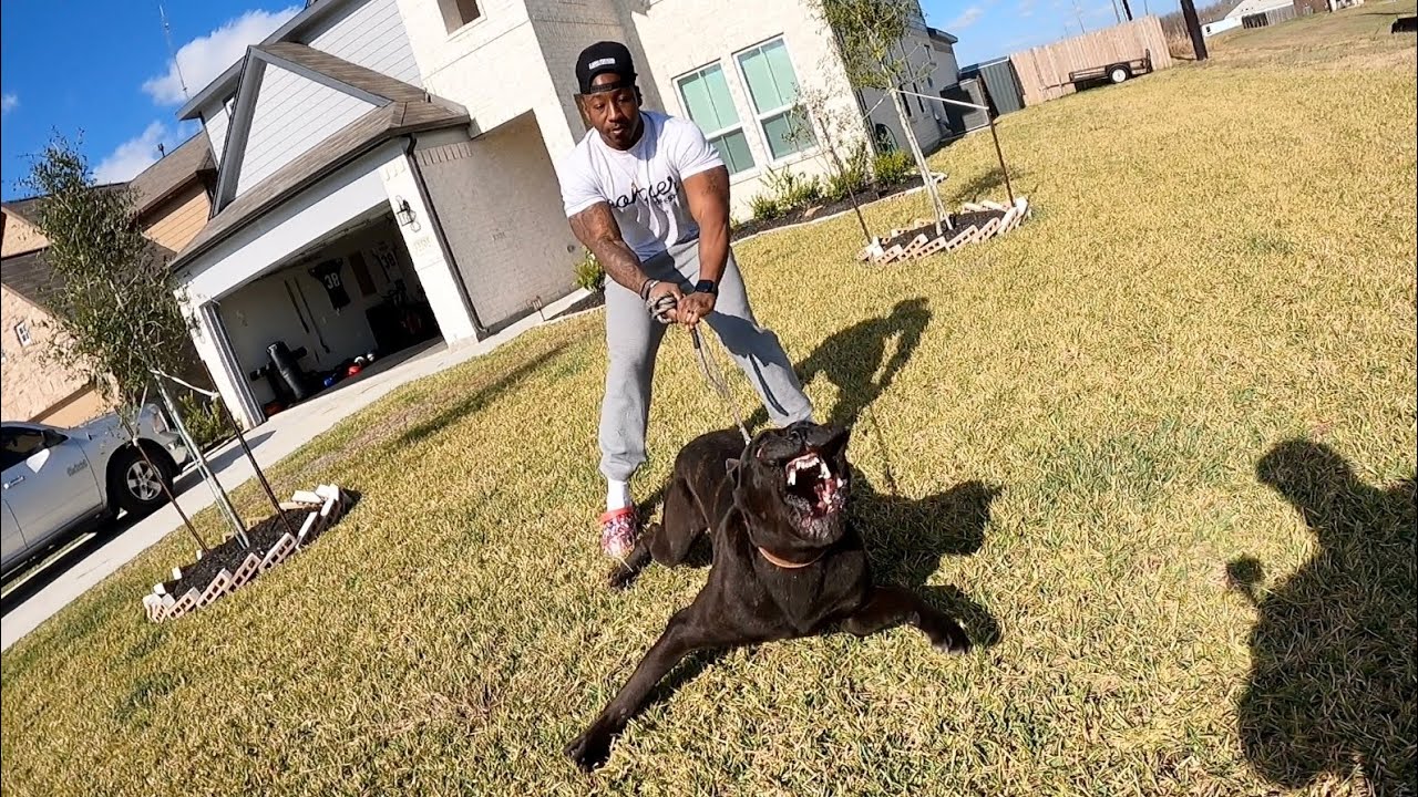 Testing Cane Corso Defense Drives & Willingness To Face Threat | Aza