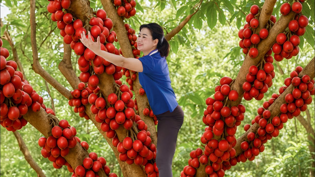 Harvesting Ecuadorian Egg Plum & Goes To Market Sell - The Mystery Behind the Wild Egg Tree Revealed