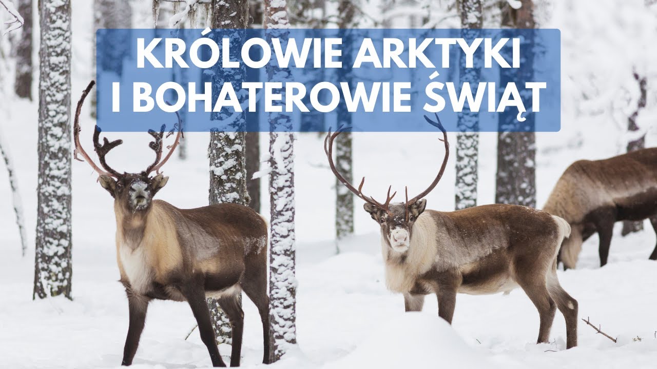 Renifery: Niezwykłe zwierzęta Arktyki