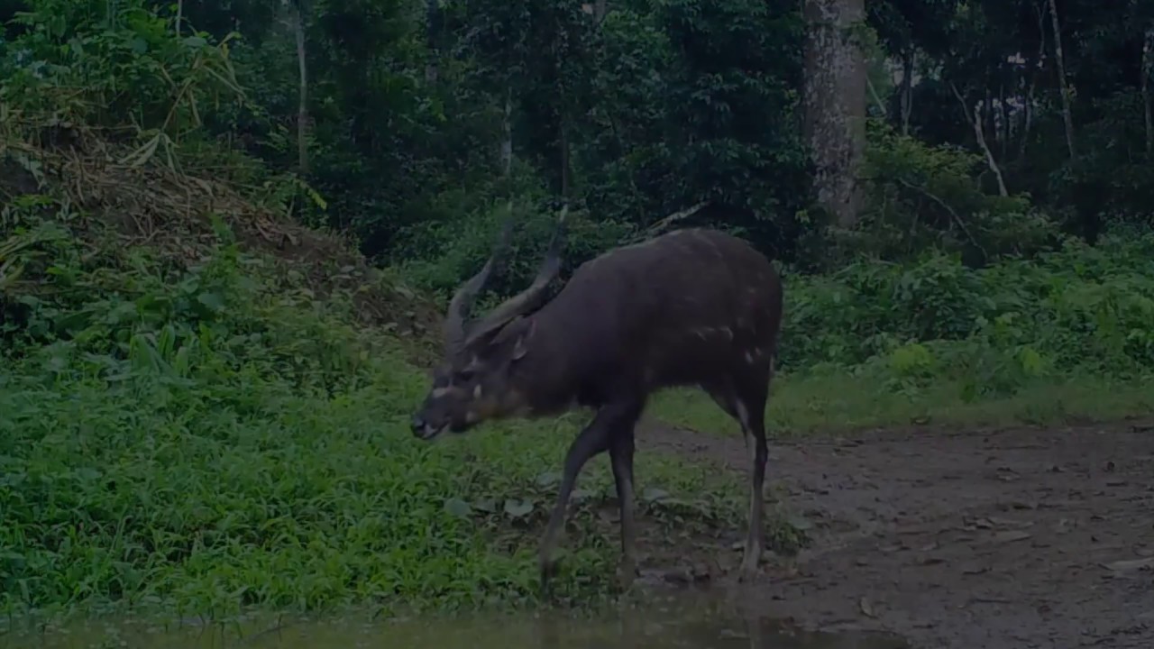 FOREST SITATUNGA   CONGO