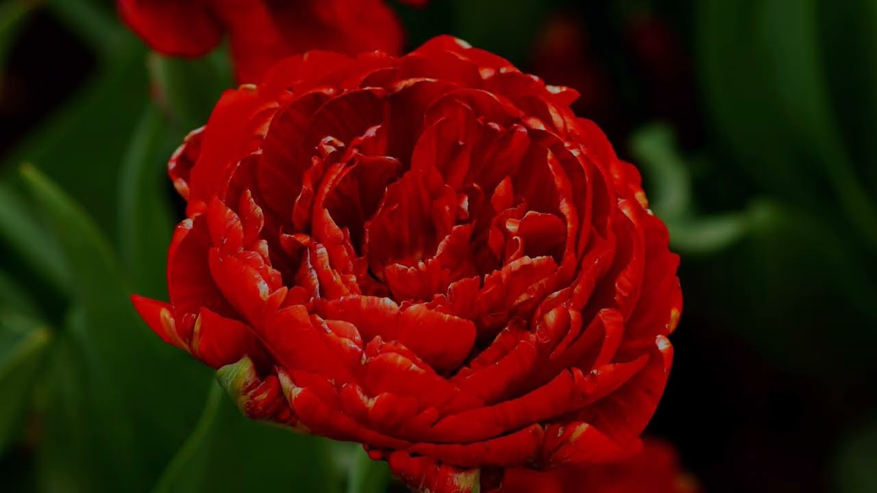 Zitate &uuml;ber Liebe und Herzlichkeit ❤️🌹❤️