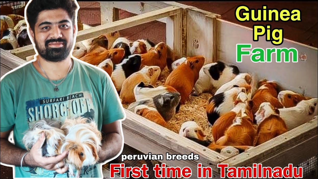Guinea pig Farm Tour | Hosur | cockatiel birds | helicopter budgies | hamster | தமிழ்