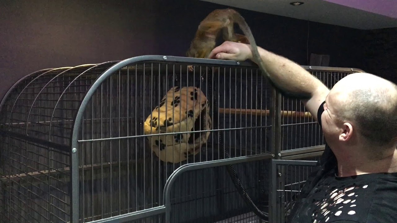 Squirrel monkey get new cage