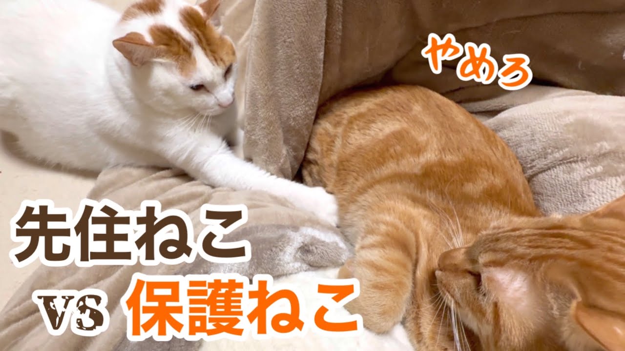 【猫の喧嘩】保護猫にちょっかいを出す先住猫、それを止める母猫