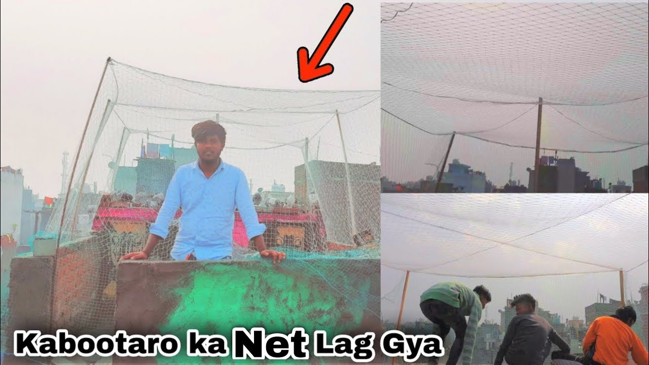 Kabootaro ka Net Lag Gya 🔥
