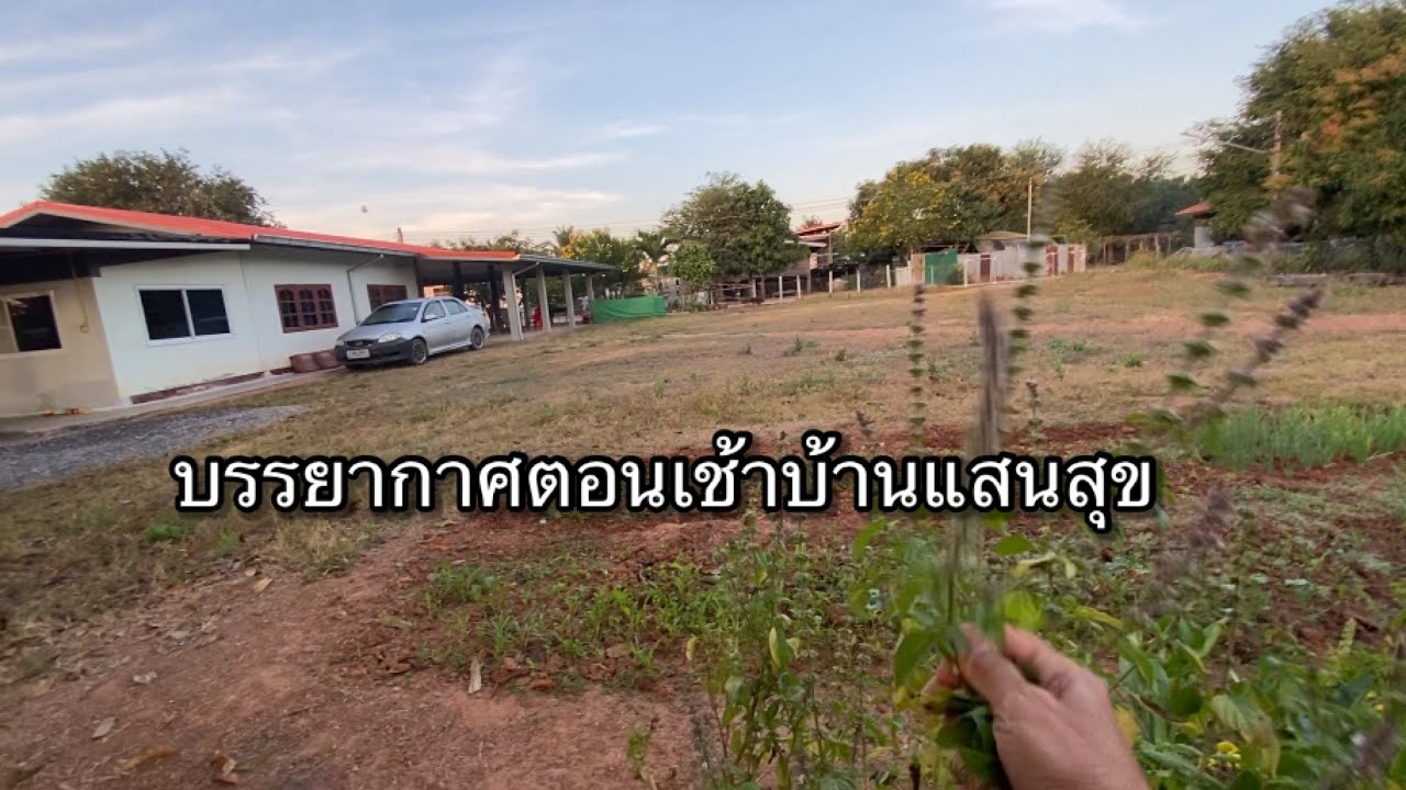 #381 วิวบ้านบรรยากาศดีเก็บผักแกงฟักทองใส่หมู วิถีชีวิตปีใหม่ปีเก่าเหมือนเดิมค่ะ